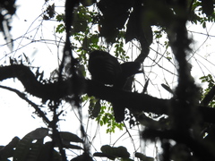 Cephalopterus penduliger
