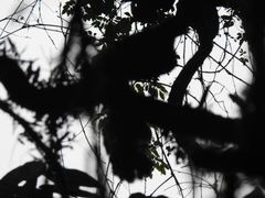 Cephalopterus penduliger