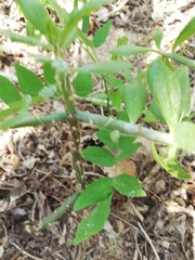 Pereskiopsis kellermanii