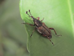 Cercidocerus erubescens