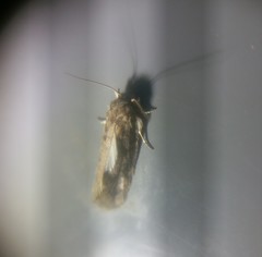 Acrolophinae