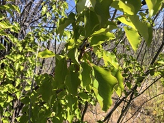 Prunus armeniaca