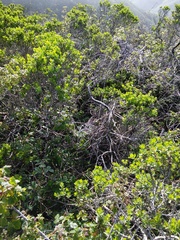 Neotoma fuscipes annectens