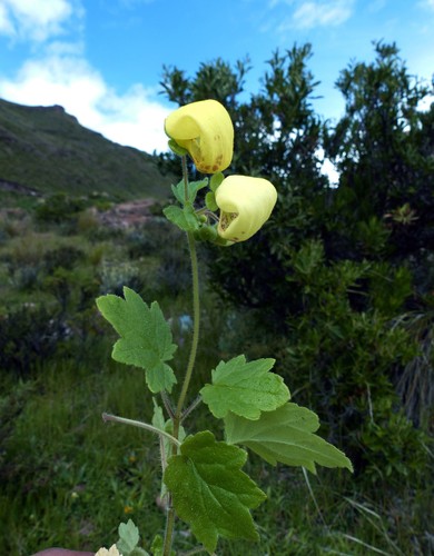 Calceolaria lobata
