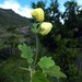 Calceolaria lobata - Photo 由 Olimpia Llalla Cordova 所上傳的 (c) Olimpia Llalla Cordova，保留部份權利CC BY-NC