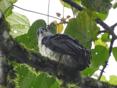 Pseudastur occidentalis