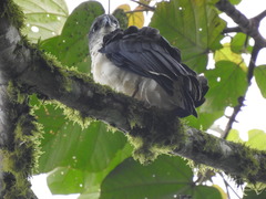 Pseudastur occidentalis