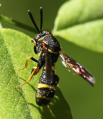 Leucospidae