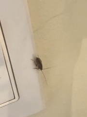 Ectobius lapponicus