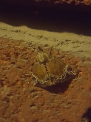 Hypena abalienalis
