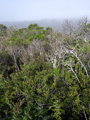 Neotoma fuscipes annectens