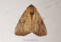 Antachara