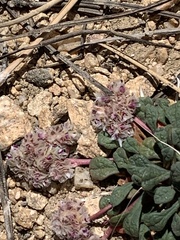 Calyptridium monospermum