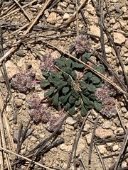 Calyptridium monospermum