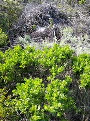 Neotoma fuscipes annectens