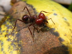 Atta laevigata