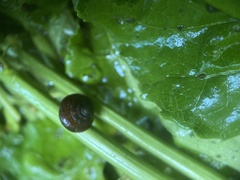 Euconulidae
