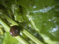 Euconulidae