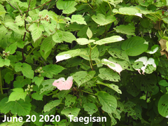 Actinidia kolomikta
