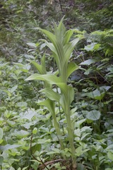 Cypripedium reginae