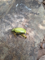 Chrysina
