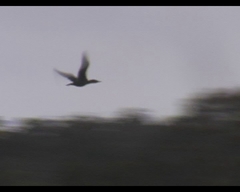 Phalacrocorax sulcirostris