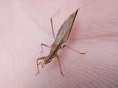 Sastrapada australica