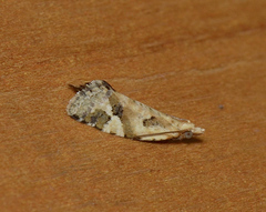 Euphona euphona