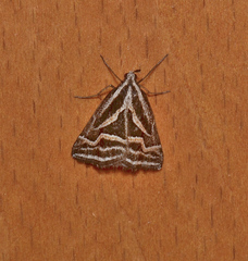 Dichromodes confluaria