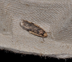 Hoplostega ochroma
