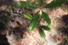 Pittosporum undulatum