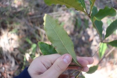 Pittosporum undulatum