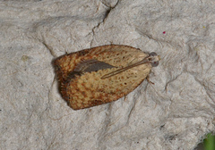 Meritastis