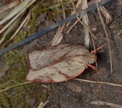 Euchaetis inceptella