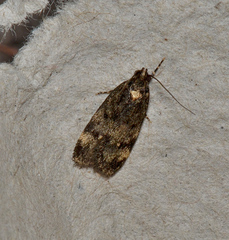 Barea codrella