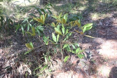 Pittosporum undulatum