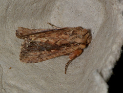 Dasygaster ligniplena