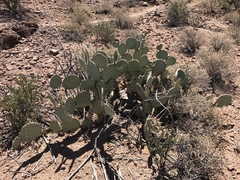 Opuntia chlorotica