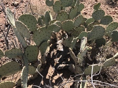 Opuntia chlorotica