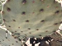 Opuntia chlorotica