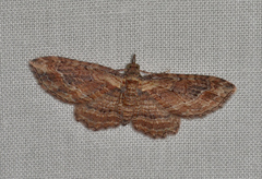 Chloroclystis filata