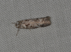 Ericrypsina ductaria