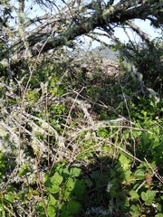 Neotoma fuscipes annectens