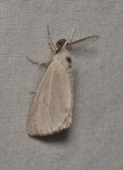 Acyphas semiochrea