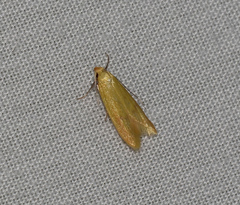 Aeolothapsa malacella