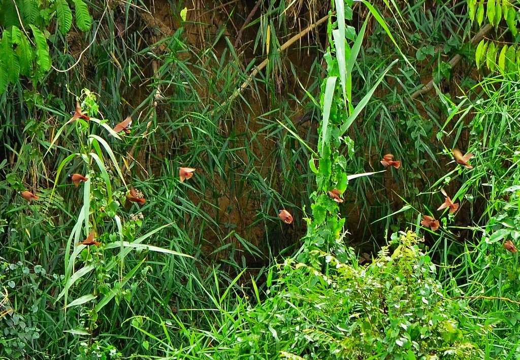 Chestnut Munia (Philippine)