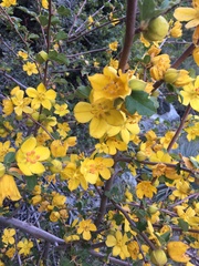 Fremontodendron californicum