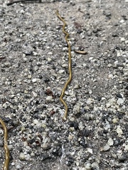 Diversibipalium multilineatum