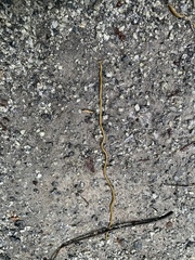 Diversibipalium multilineatum