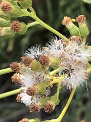 Senecio linearifolius linearifolius